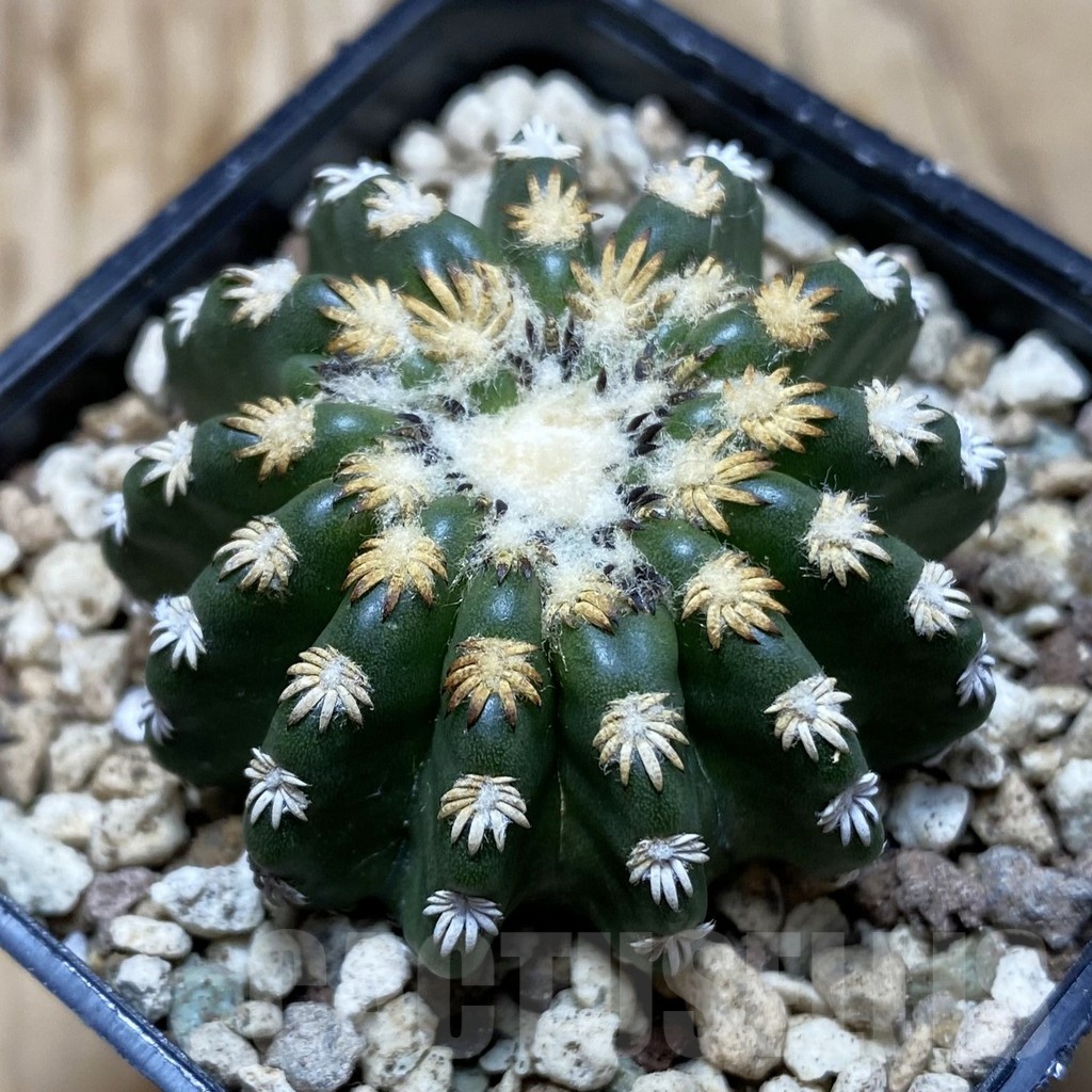 SH19545 Discocactus horstii