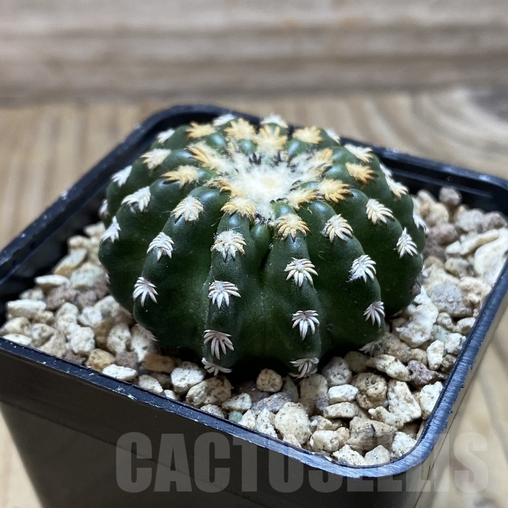 SH19545 Discocactus horstii - Image 2