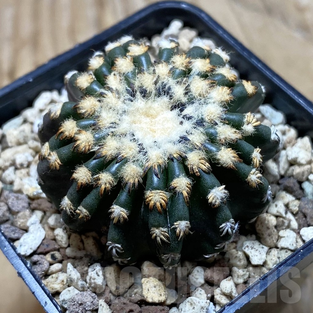SH19546 Discocactus horstii