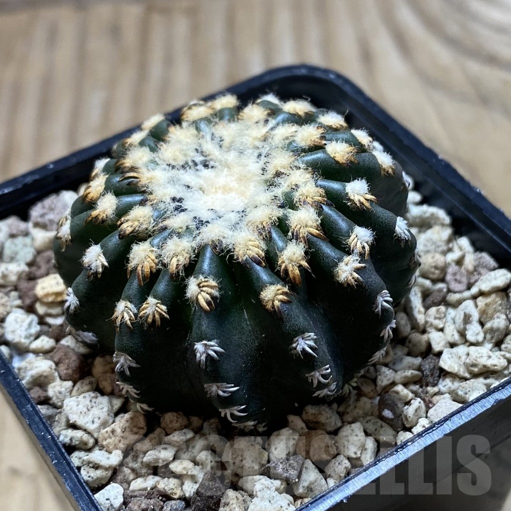 SH19546 Discocactus horstii - Image 2