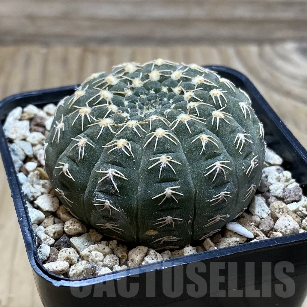 SH19574 Gymnocalycium ragonesei, pink flower - Image 2