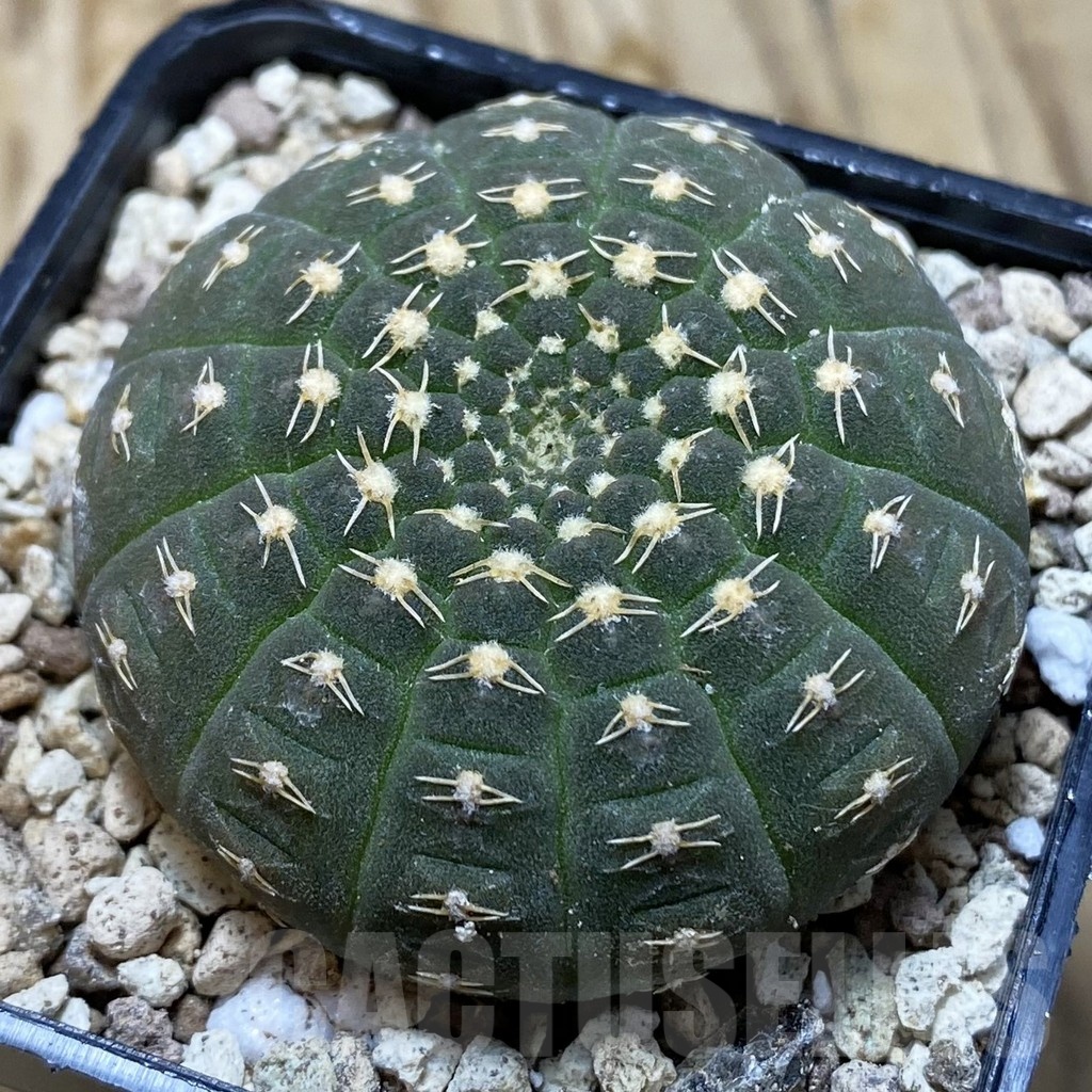 SH19575 Gymnocalycium ragonesei, pink flower
