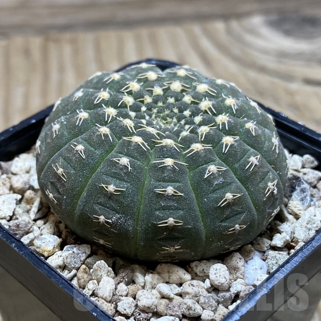 SH19575 Gymnocalycium ragonesei, pink flower - Image 2