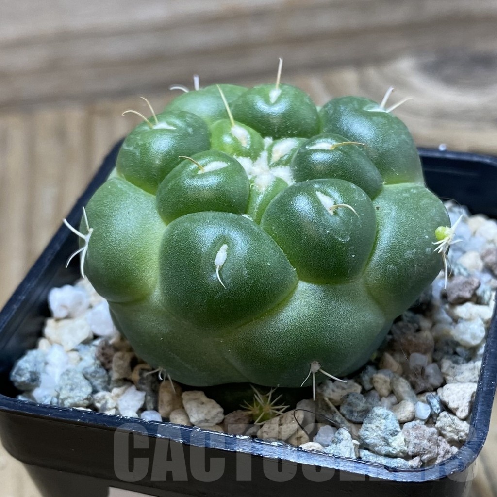 SH19752 Coryphantha elephantidens 'inermis' - Image 2