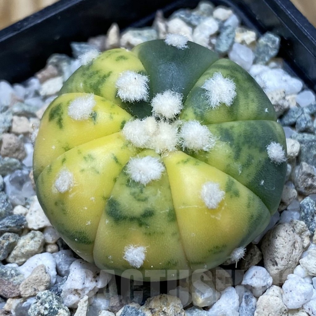 SH19754 Astrophytum asterias ‘Ooibo’ f. variegata
