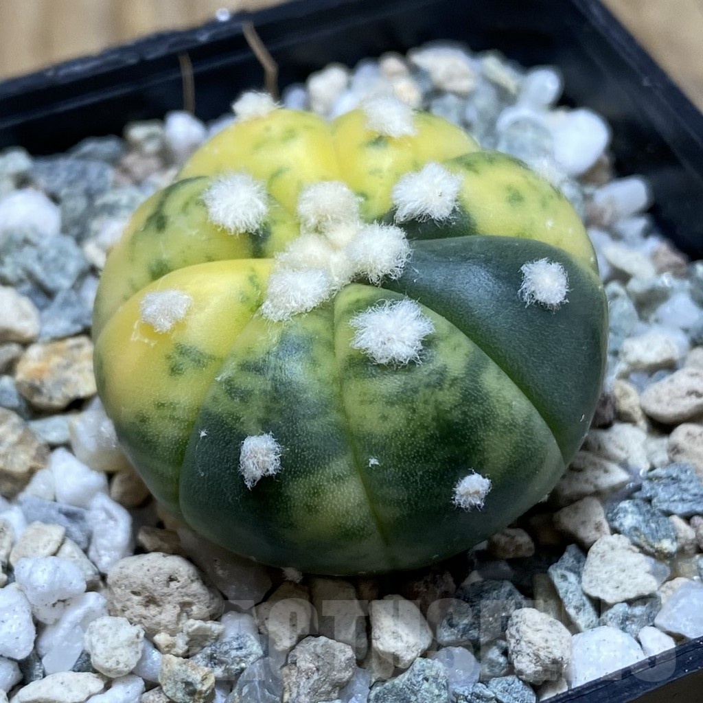 SH19754 Astrophytum asterias ‘Ooibo’ f. variegata - Image 2