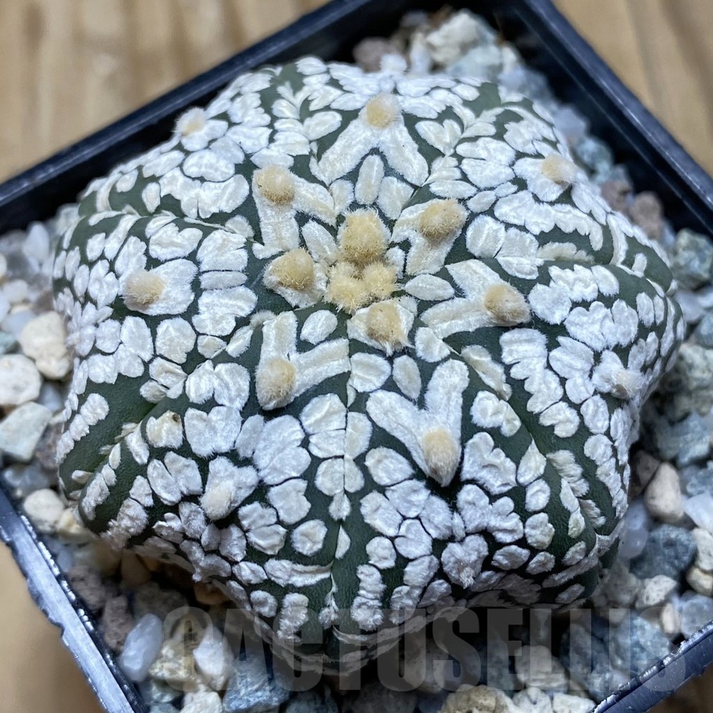 SH19757 Astrophytum asterias ‘Super Kabuto Star Shape’ V-type
