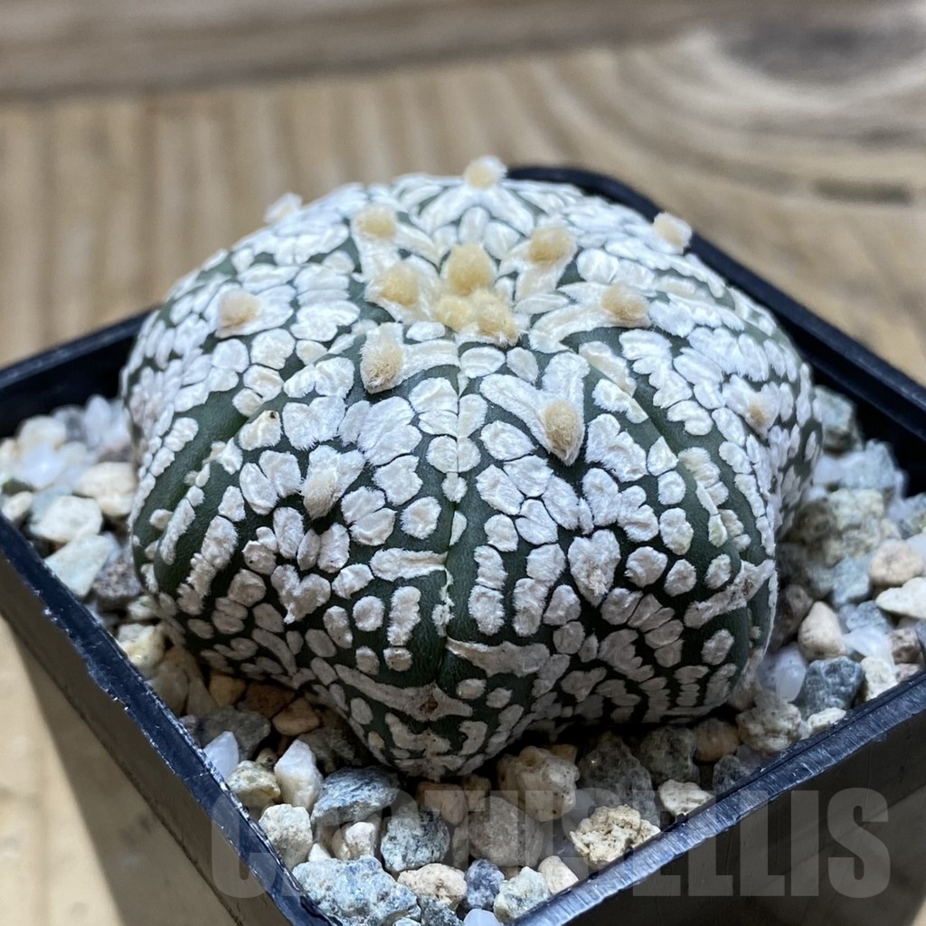SH19757 Astrophytum asterias ‘Super Kabuto Star Shape’ V-type - Image 2