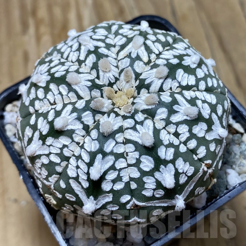 SH19762 Astrophytum asterias ‘Super Kabuto’ V-type