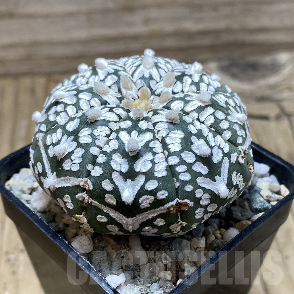 SH19762 Astrophytum asterias ‘Super Kabuto’ V-type - Image 2