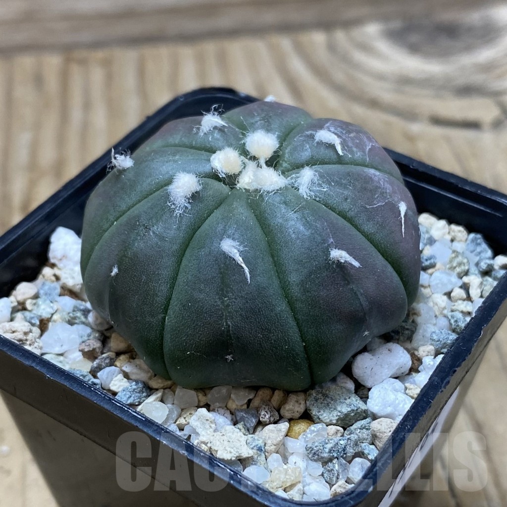 SH19764 Astrophytum asterias ‘Purple Skin’ - Image 2