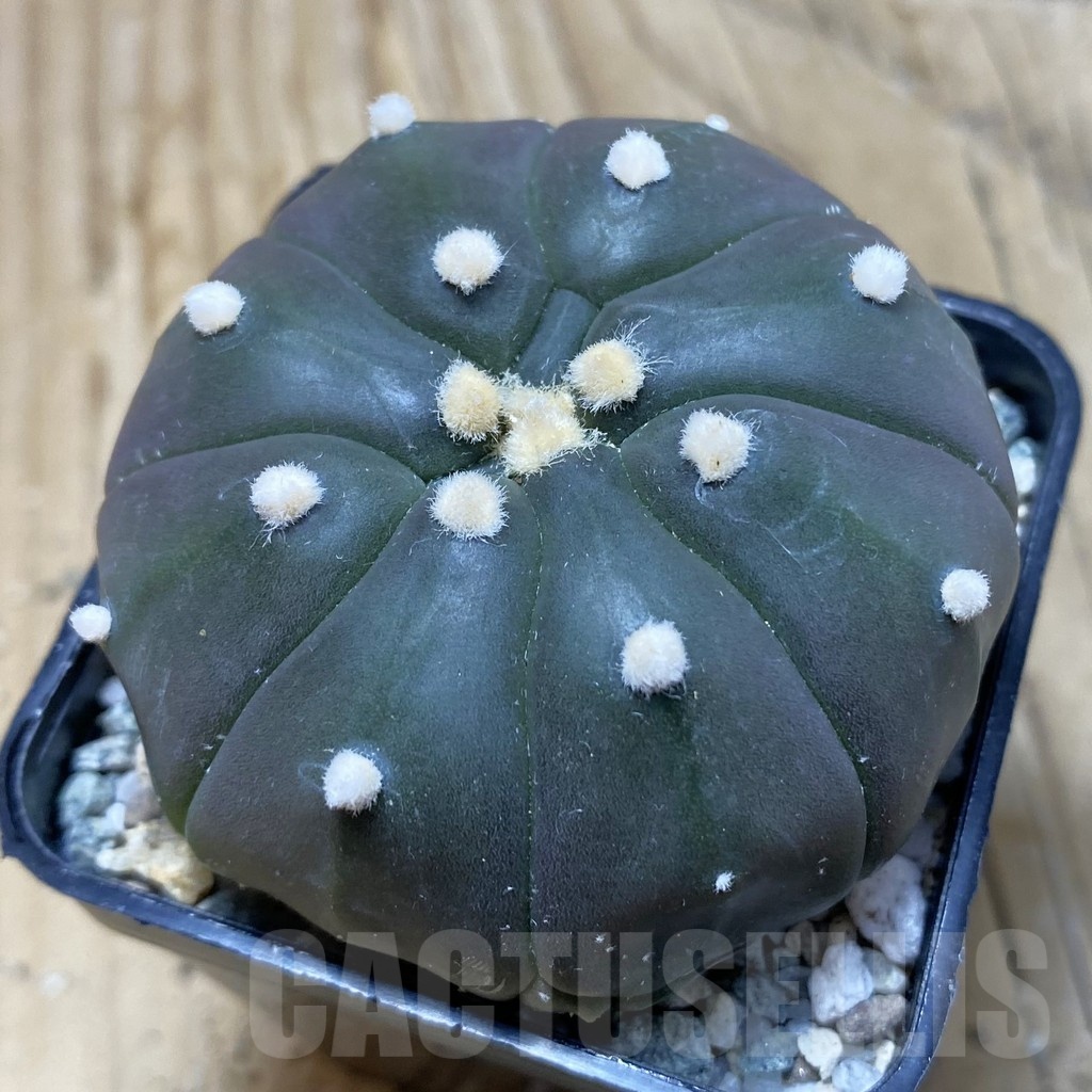 SH19765 Astrophytum asterias ‘Purple Skin’
