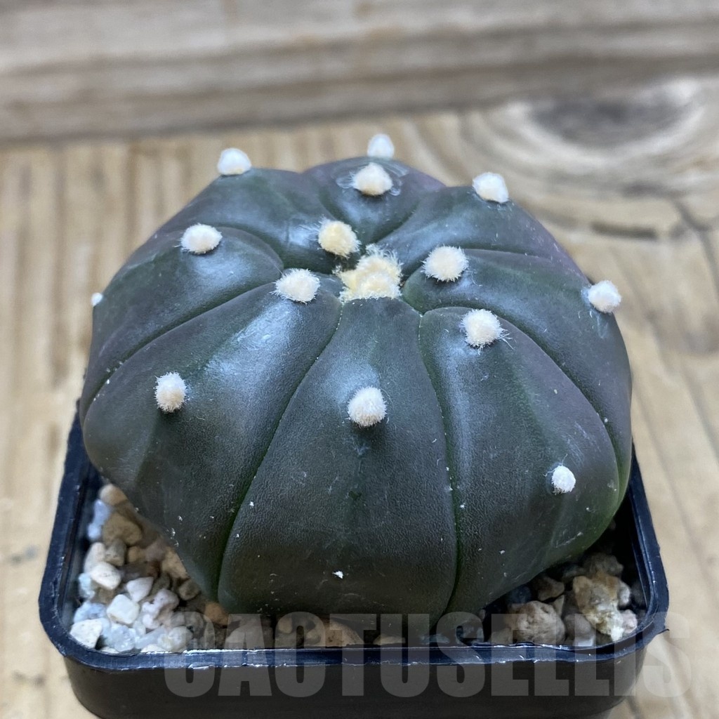 SH19765 Astrophytum asterias ‘Purple Skin’ - Image 2
