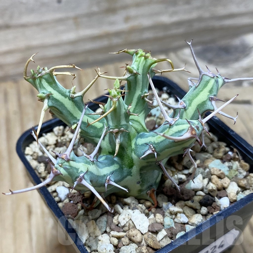 SH19724 Euphorbia schizacantha