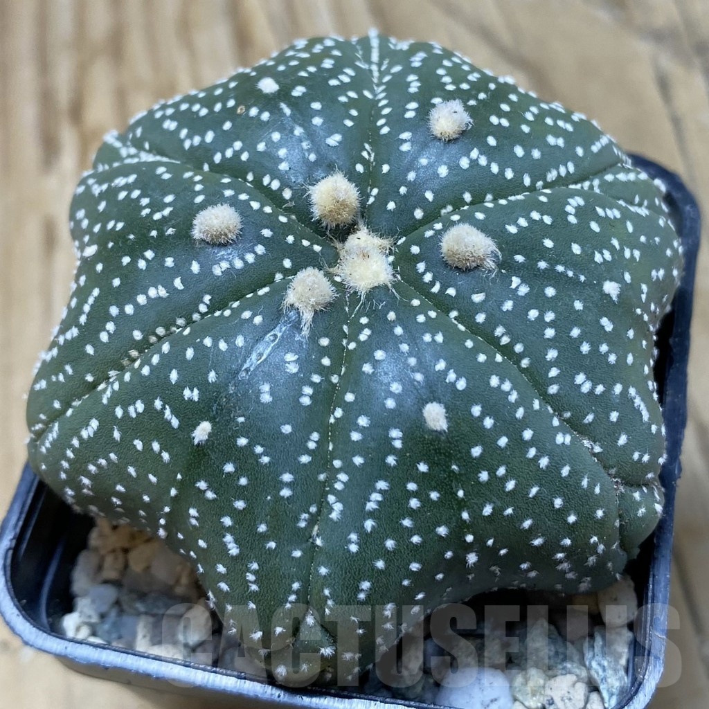 SH19769 Astrophytum asterias ‘Star Shape’ 6-ribs
