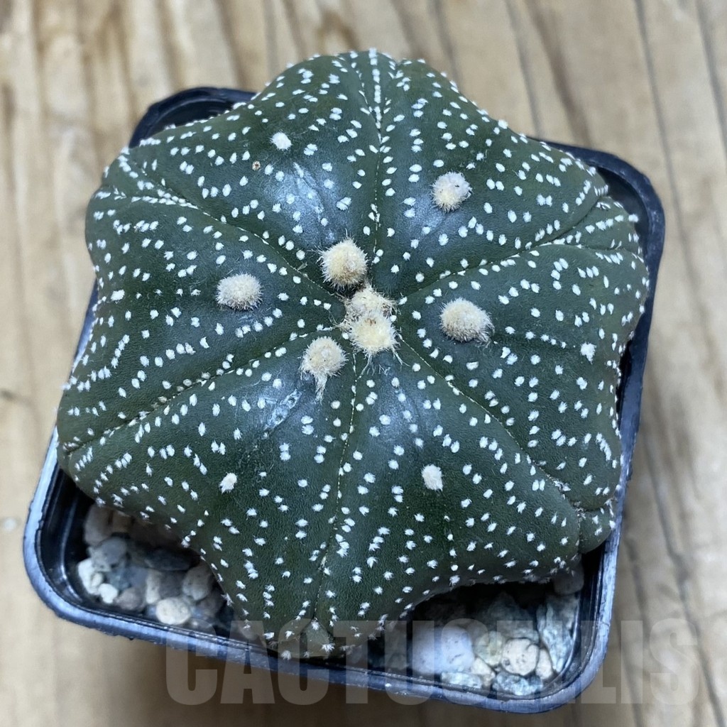 SH19769 Astrophytum asterias ‘Star Shape’ 6-ribs - Image 2