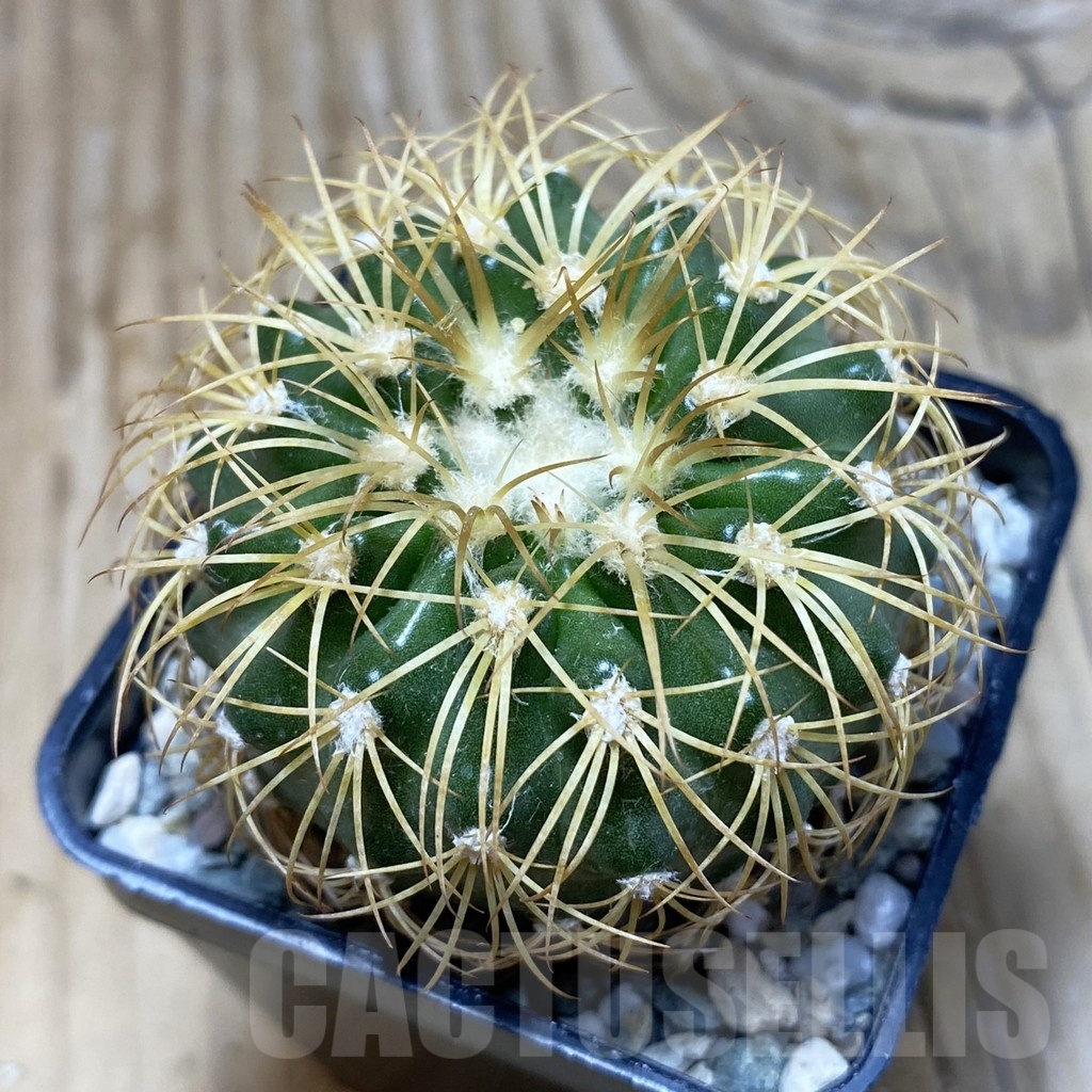 SH19772 Discocactus bahiensis