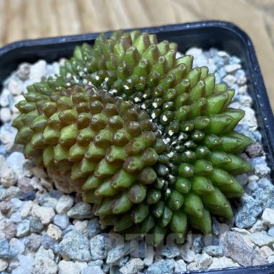 SH19783 Gymnocalycium mihanovichii ‘inermis’ f. cristata
