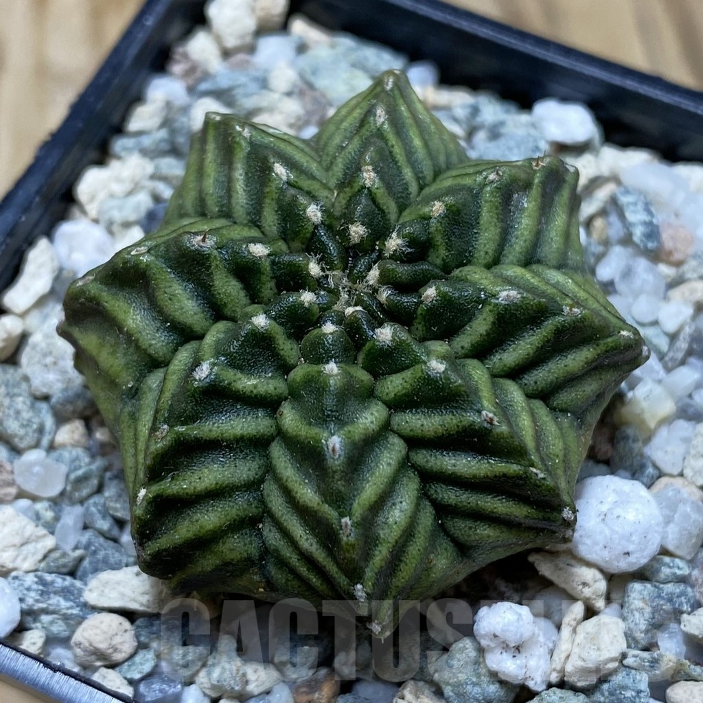 SH19786 Gymnocalycium mihanovichii ‘Kanomchan’
