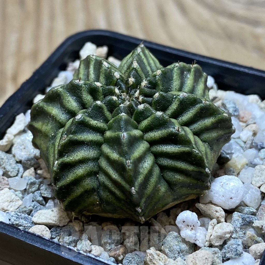 SH19786 Gymnocalycium mihanovichii ‘Kanomchan’ - Image 2