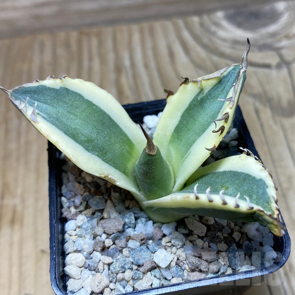 SH19721 Agave titanota 'snaggle tooth' f. variegata