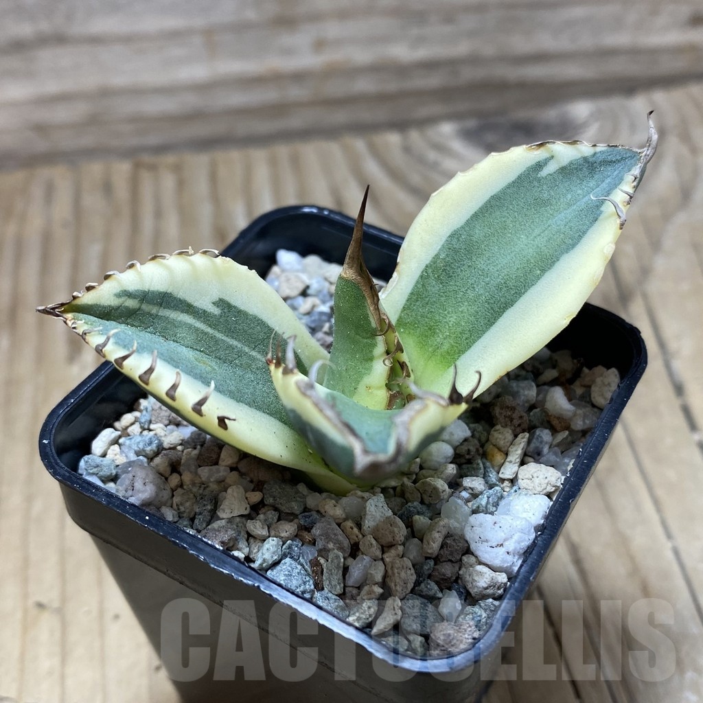 SH19721 Agave titanota 'snaggle tooth' f. variegata - Image 2