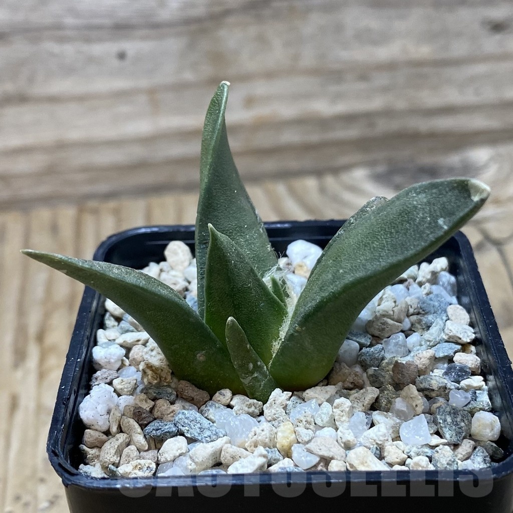 SH19740 Ariocarpus trigonus, own roots - Image 2