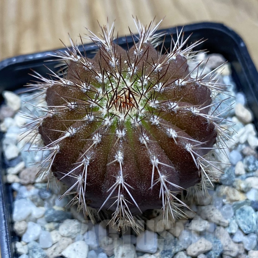 SH19745 Uebelmannia pectinifera