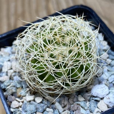 SH19746 Discocactus araneispinus