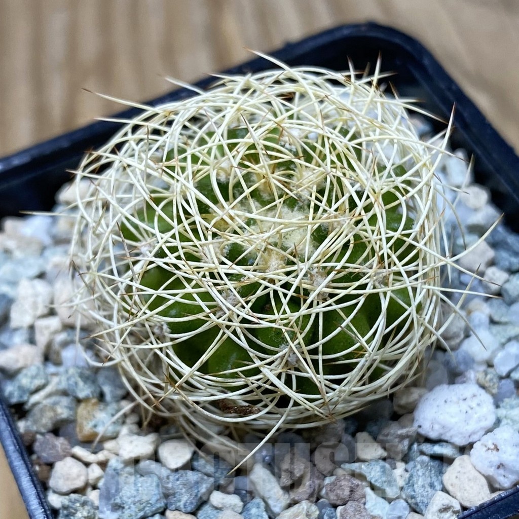 SH19746 Discocactus araneispinus