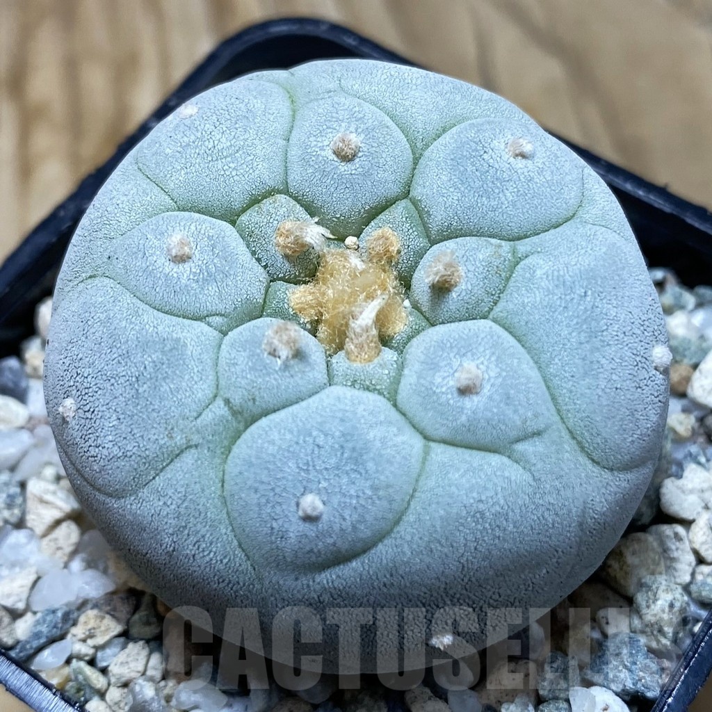 SH19747 Anhalonium frichii 'Yatagai'