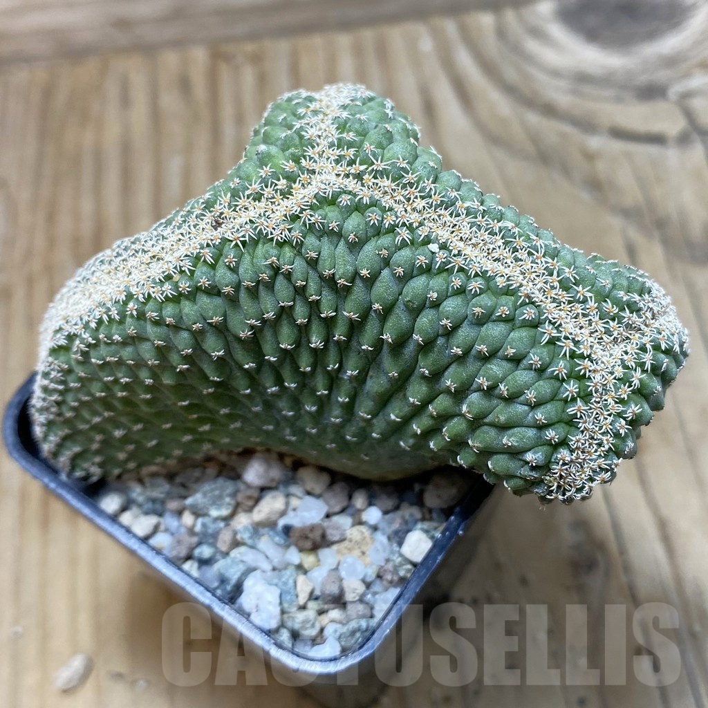 SH19970 Strombocactus disciformis f. cristata, own roots