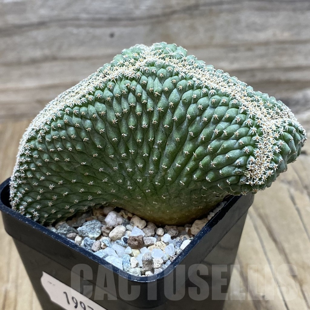 SH19970 Strombocactus disciformis f. cristata, own roots - Image 2