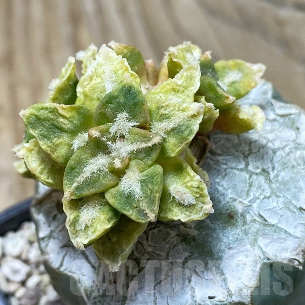 SH19974 Ariocarpus hintonii f. variegata, grafted