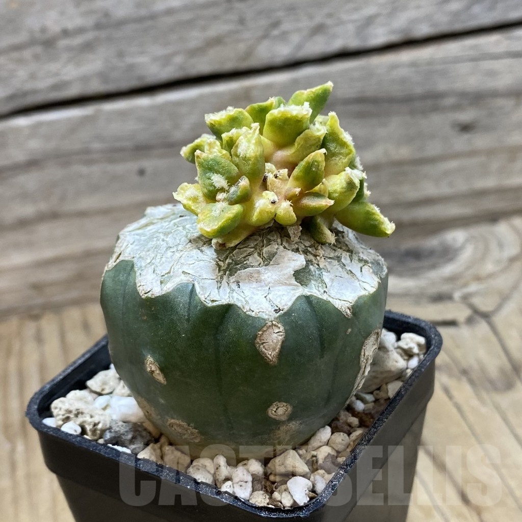 SH19974 Ariocarpus hintonii f. variegata, grafted - Image 2