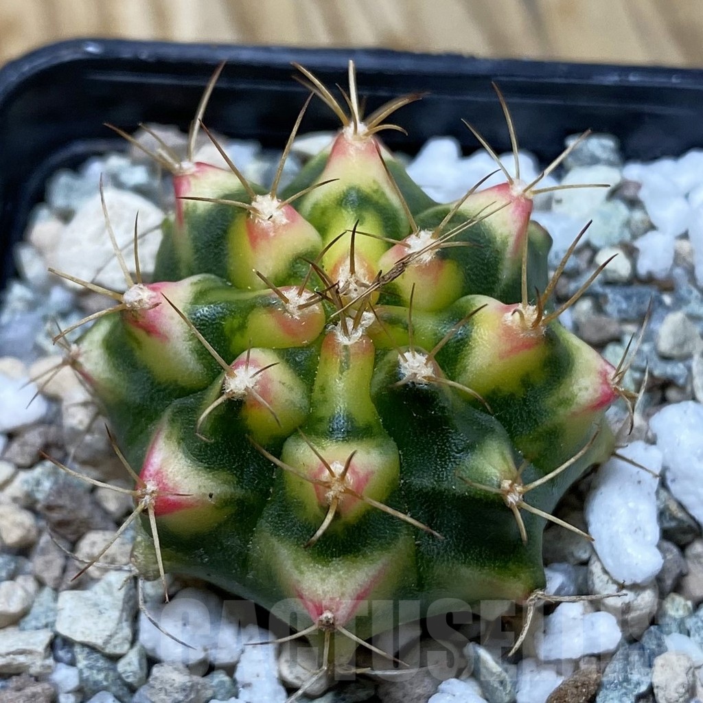 SH19987 Gymnocalycium mihanovichii 'Flower Field'