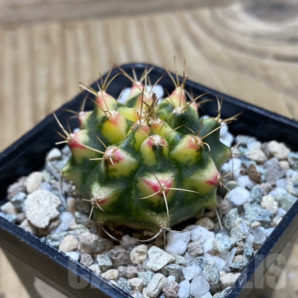 SH19987 Gymnocalycium mihanovichii 'Flower Field' - Image 2