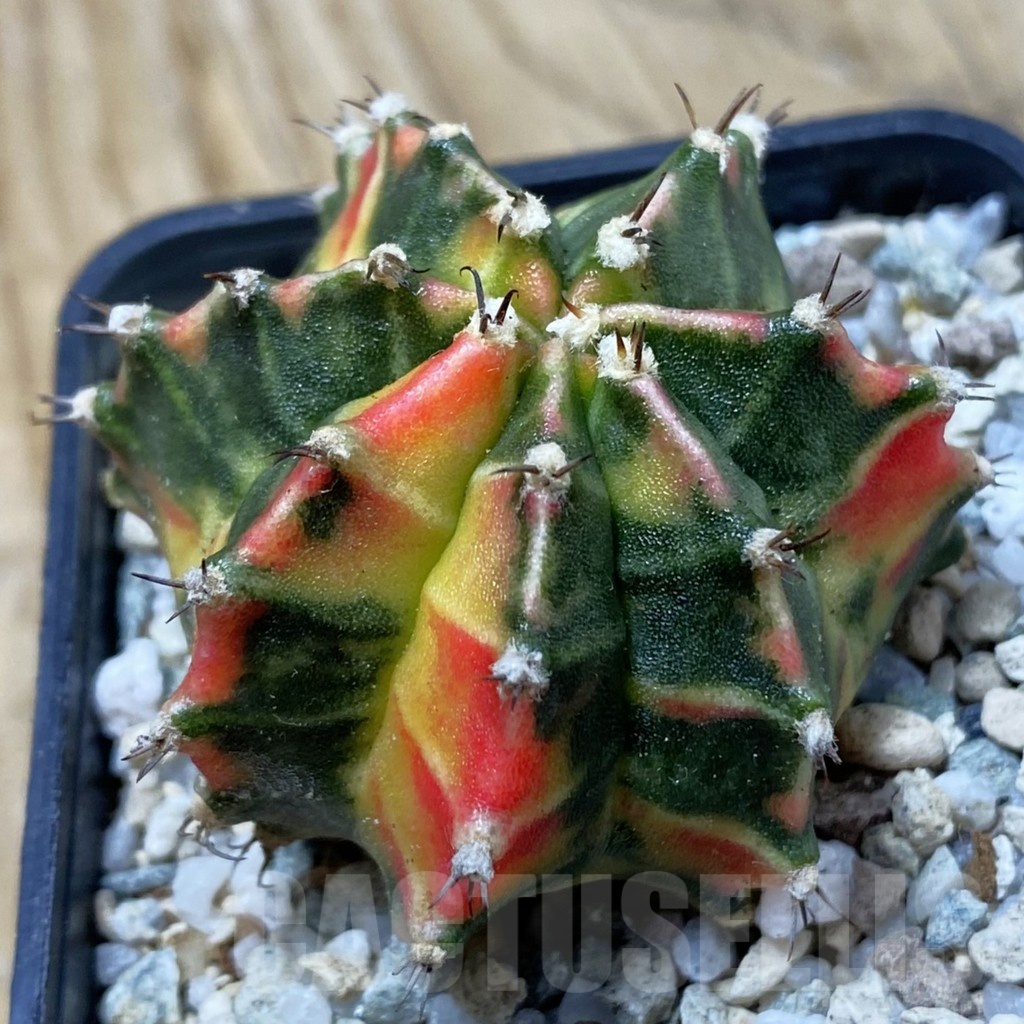 SH19988 Gymnocalycium mihanovichii 'Gamora'