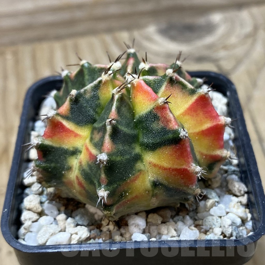 SH19988 Gymnocalycium mihanovichii 'Gamora' - Image 2