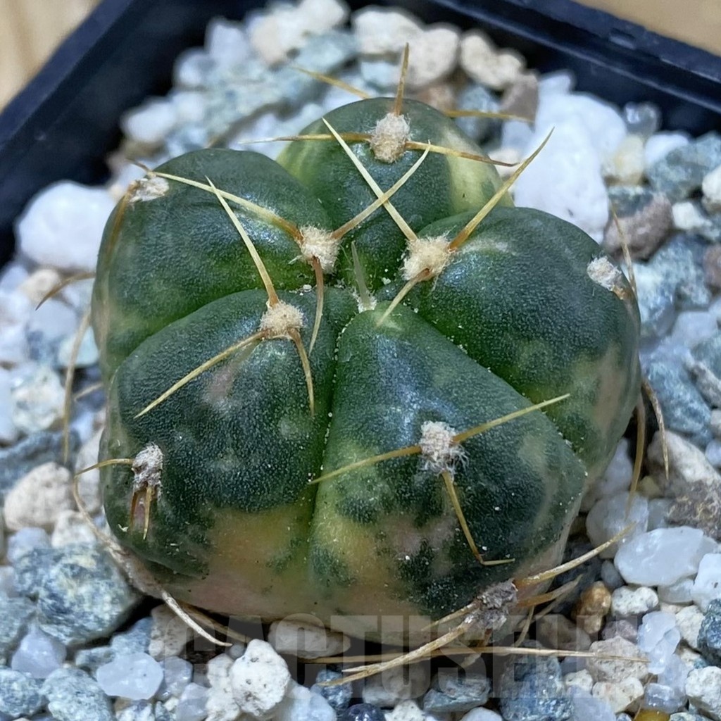SH19993 Gymnocalycium horstii f. variegata