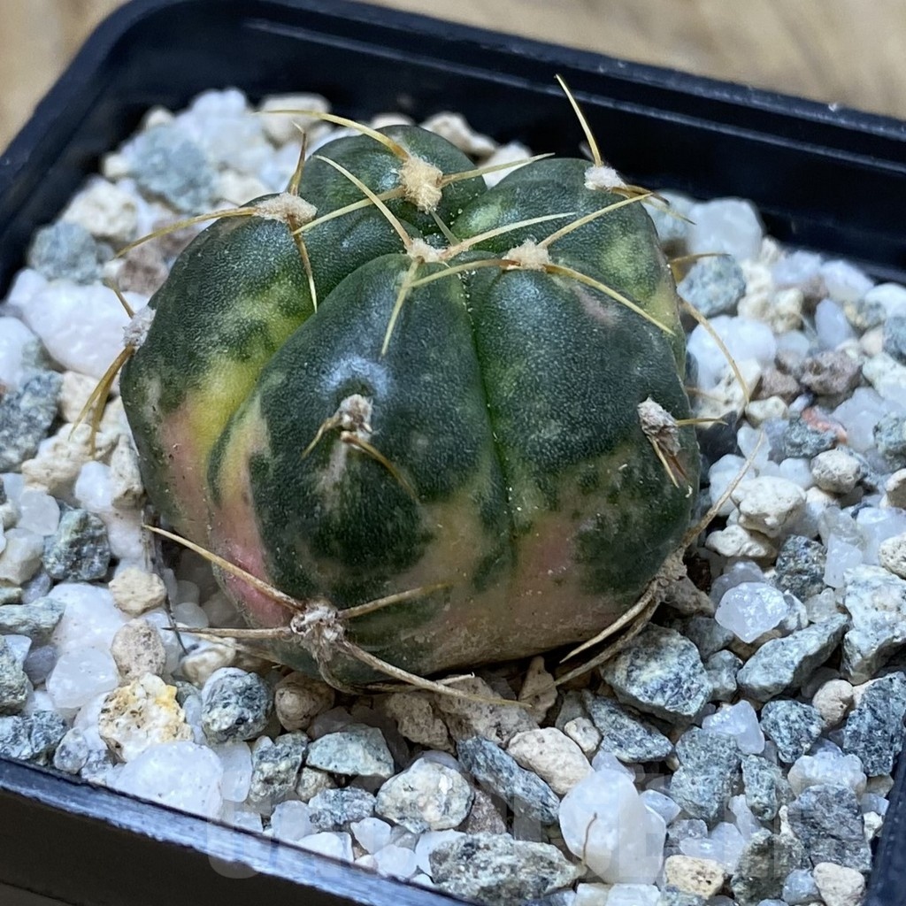 SH19993 Gymnocalycium horstii f. variegata - Image 2