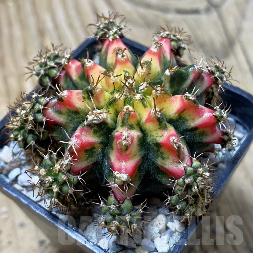 SH19994 Gymnocalycium mihanovichii 'Multicolor'