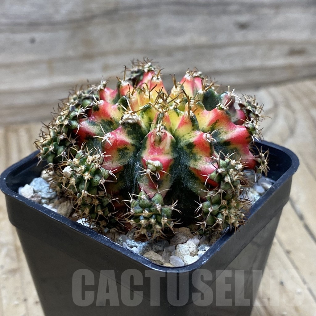 SH19994 Gymnocalycium mihanovichii 'Multicolor' - Image 2