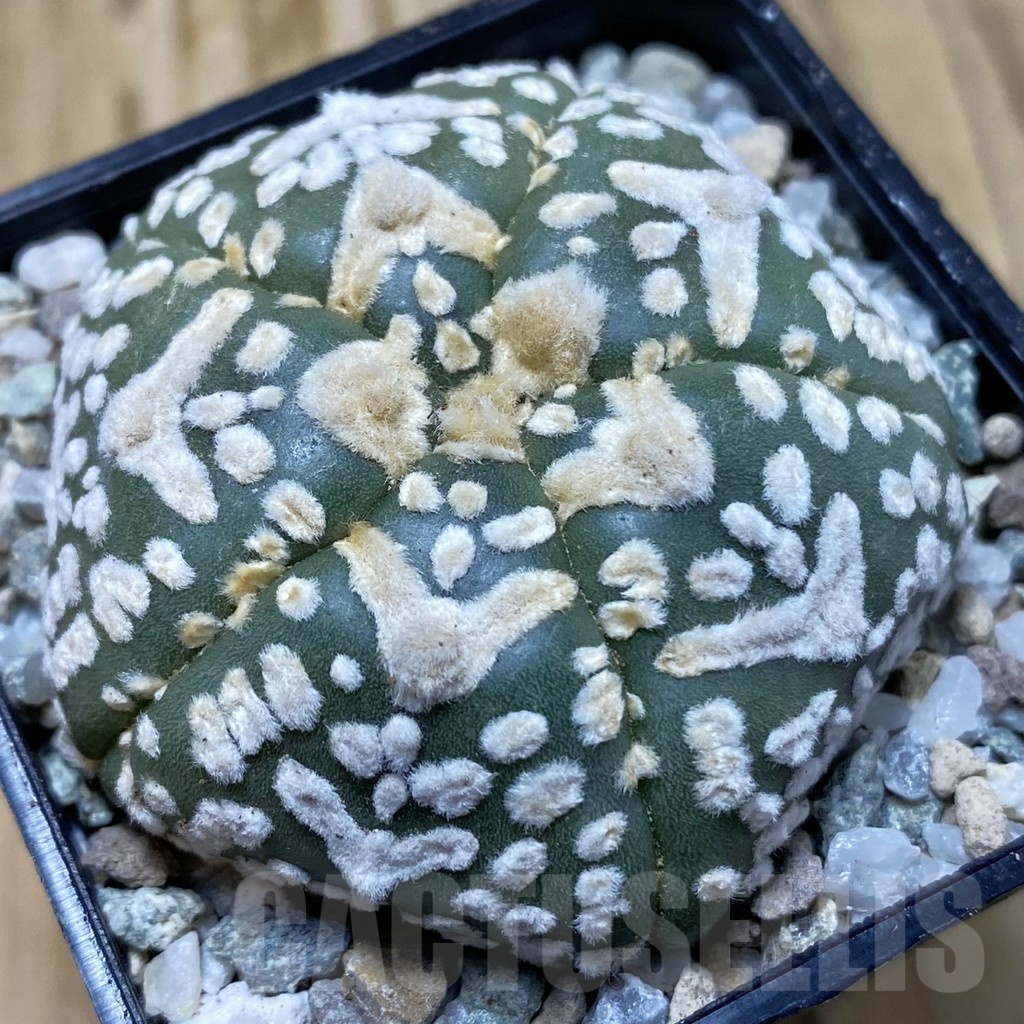 SH19930 Astrophytum asterias ‘Super Kabuto' V-type, 5-ribs