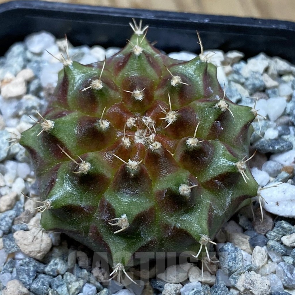 SH19995 Gymnocalycium mihanovichii ‘Neon’ Brown
