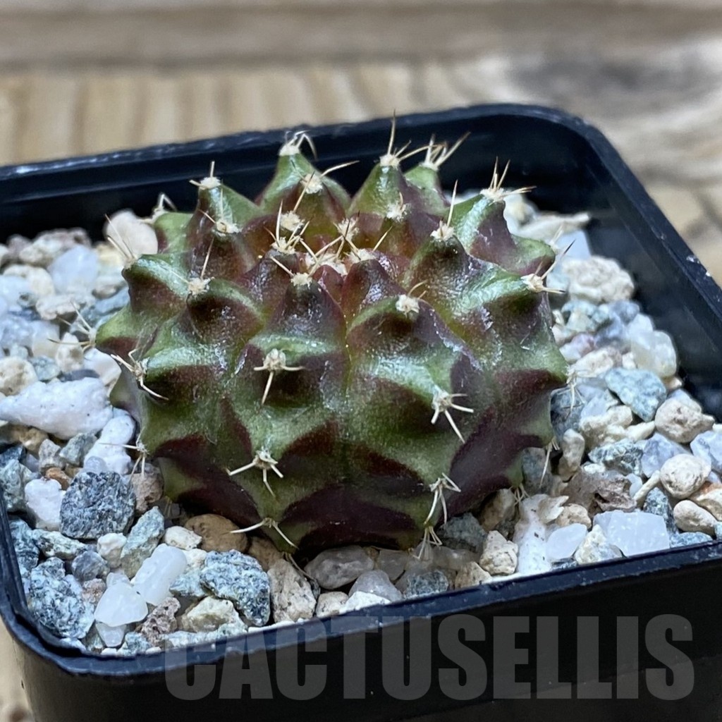 SH19995 Gymnocalycium mihanovichii ‘Neon’ Brown - Image 2