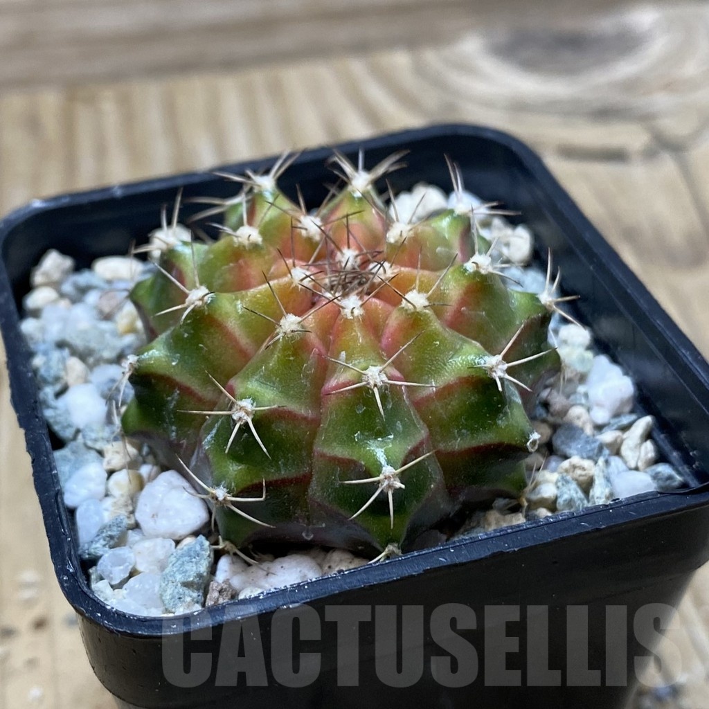 SH19997 Gymnocalycium mihanovichii ‘Neon’ Pink - Image 2