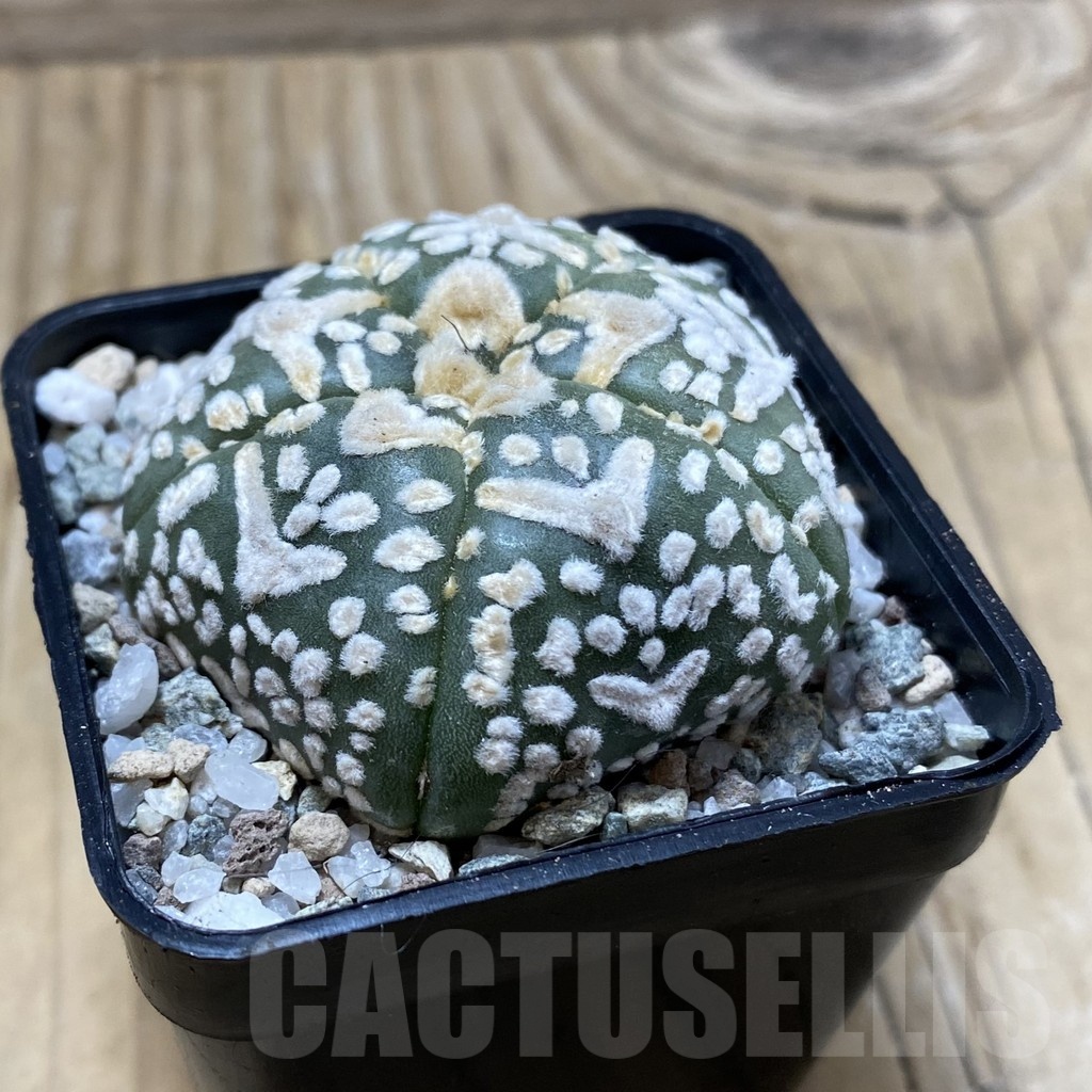 SH19930 Astrophytum asterias ‘Super Kabuto' V-type, 5-ribs - Image 2