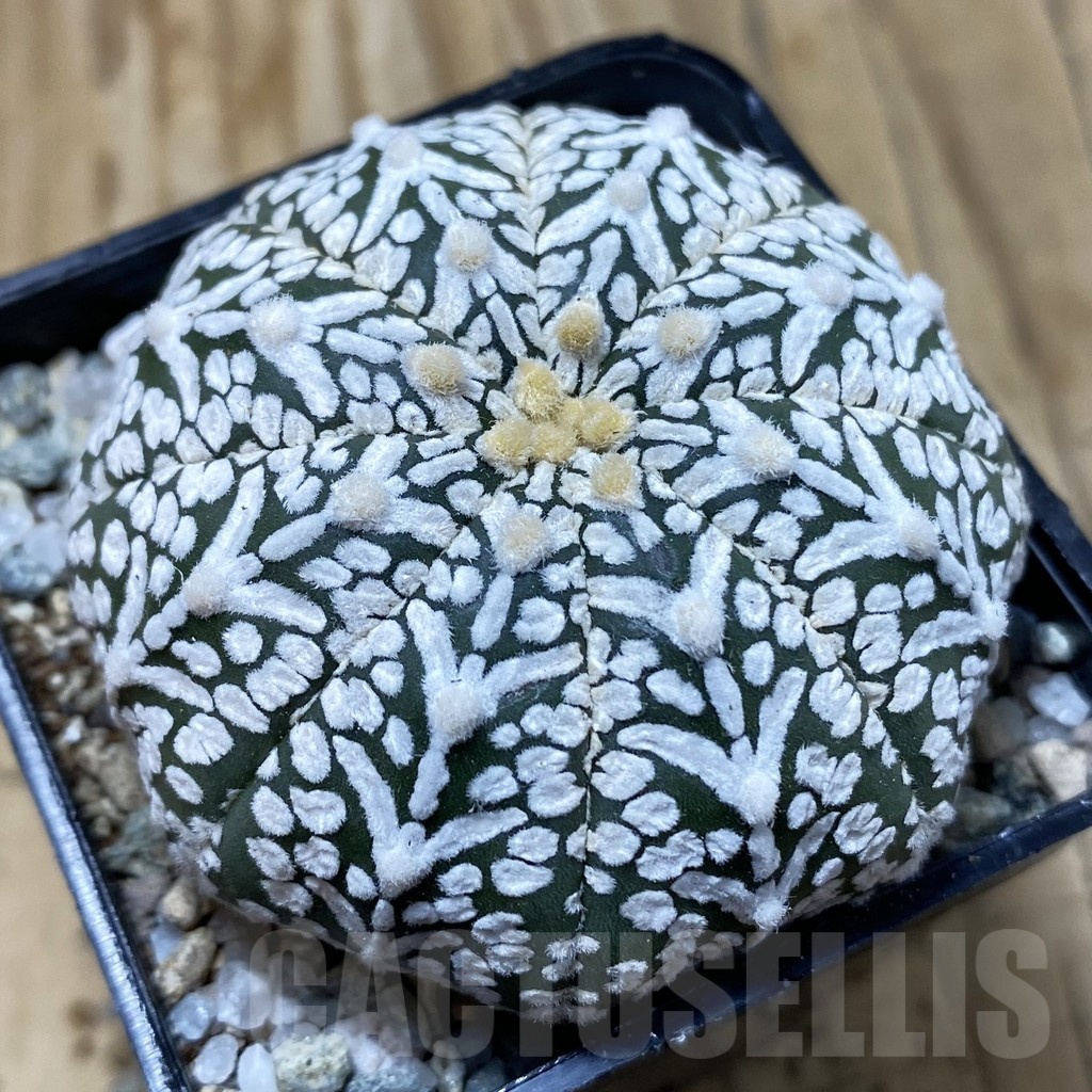 SH19939 Astrophytum asterias ‘Super Kabuto’ V-type