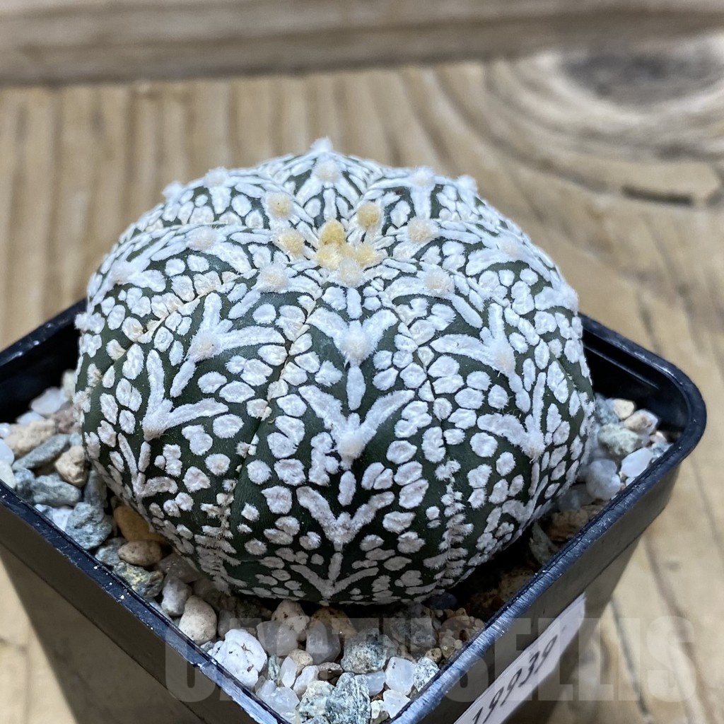 SH19939 Astrophytum asterias ‘Super Kabuto’ V-type - Image 2